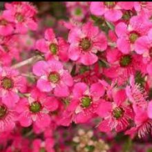 Picture of Leptospermum Merinda (8962)