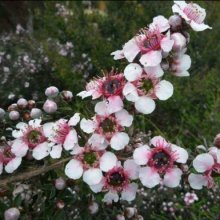 Leptospermum Mesmereyes Picture of Leptospermum Mesmereyes (9259)