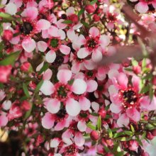 Picture of Leptospermum Nanum Elizabeth Jane (3047)