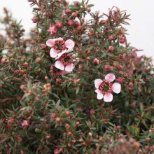 Picture of Leptospermum Nanum Huia (3043)