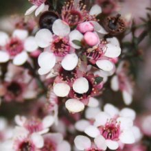 Picture of Leptospermum Nanum Kea (3044)