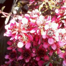 Picture of Leptospermum Nanum Kiwi (3046)