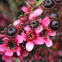 Picture of Leptospermum Nanum Ruru (3049)