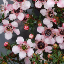 Picture of Leptospermum Nanum Tui (3048)