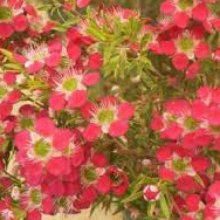 Picture of Leptospermum Outrageous (8963)