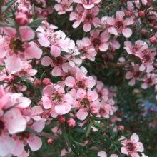 Picture of Leptospermum Pink Cascade (3050)