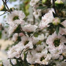 Picture of Leptospermum Princess Anne (3051)