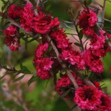 Picture of Leptospermum Red Damask (3052)
