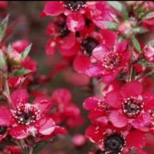 Picture of Leptospermum Red Ensign (3053)