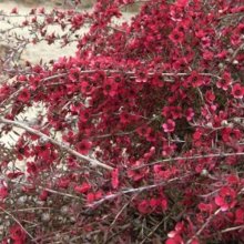 Picture of Leptospermum Red Falls (3054)