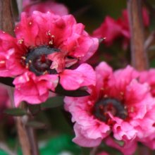 Picture of Leptospermum Rosy Morn (3055)