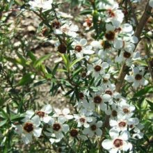 Picture of Leptospermum Scoparium (7614)