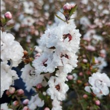 Picture of Leptospermum Snow Flurry (29526)