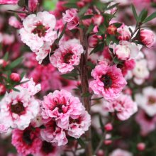 Picture of Leptospermum Sunraysia (3056)