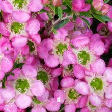 Picture of Leptospermum Tickled Pink (8964)