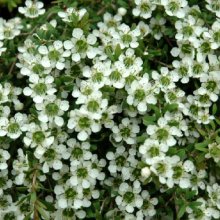 Picture of Leptospermum White Waterfall (11832)