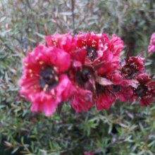 Picture of Leptospermum Wiri Joan (7368)