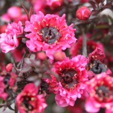 Picture of Leptospermum Wiri Kerry (3058)