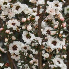 Picture of Leptospermum Wiri Linda (3059)