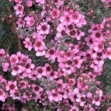 Picture of Leptospermum Wiri Shelly (3061)