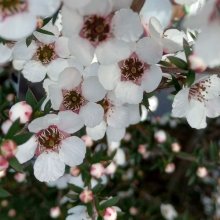 Picture of Leptospermum Wiri Susan (7675)