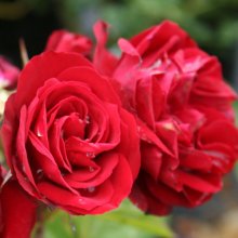 Lest We Forget Std 45cm-Rose Picture of Lest We Forget Std 45cm-Rose (3064)