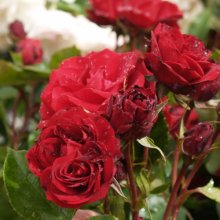 Lest We Forget Std 80cm-Rose Picture of Lest We Forget Std 80cm-Rose (3065)