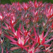 Leucadendron Ambrosia Picture of Leucadendron Ambrosia (9841)