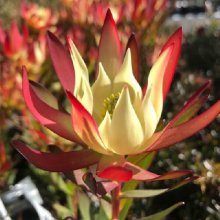 Leucadendron Amy Picture of Leucadendron Amy (8966)