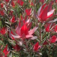 Leucadendron Bells Supreme Picture of Leucadendron Bells Supreme (29503)