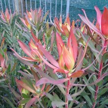 Leucadendron Blush of Dawn Picture of Leucadendron Blush of Dawn (9855)