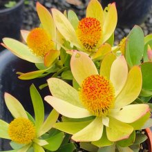 Leucadendron Bon Bon Picture of Leucadendron Bon Bon (30679)
