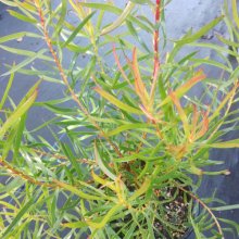 Leucadendron Brooks Red Picture of Leucadendron Brooks Red (30680)