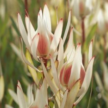 Leucadendron Candy Delight Picture of Leucadendron Candy Delight (8128)