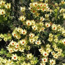 Leucadendron Cloudbank Ginny Picture of Leucadendron Cloudbank Ginny (9640)