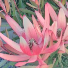 Leucadendron Copper Tone Picture of Leucadendron Copper Tone (9842)