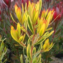 Picture of Leucadendron Corringle Gold (9683)