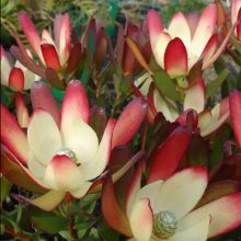 Picture of Leucadendron Cream Bun (30326)