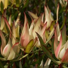 Picture of Leucadendron Cream Delight (3069)