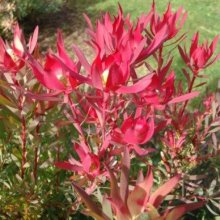 Picture of Leucadendron Fireglow (3071)