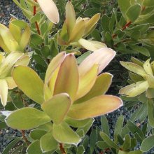 Picture of Leucadendron Golden Tulip (8129)