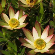 Picture of Leucadendron Harvest (3072)