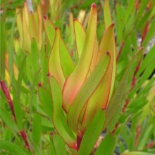 Picture of Leucadendron Inca Gold (8130)