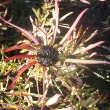 Picture of Leucadendron Incisum (7255)