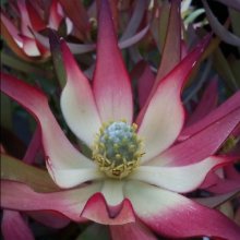 Picture of Leucadendron Jack Harre (6051)