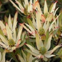 Picture of Leucadendron Julie (7256)