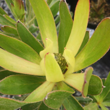 Leucadendron L. Rewa Gold Picture of Leucadendron L. Rewa Gold (31090)