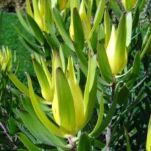 Picture of Leucadendron Laureolum (9843)