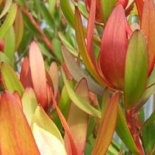 Picture of Leucadendron Loving Memory (8131)