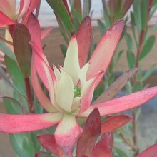 Picture of Leucadendron Plum Passion (28757)